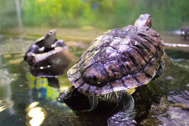 istock Red-eared sliders in the terrarium 903428888