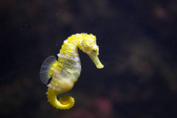 cavalo-marinho (hippocampus hippocampus) - snouted - fotografias e filmes do acervo