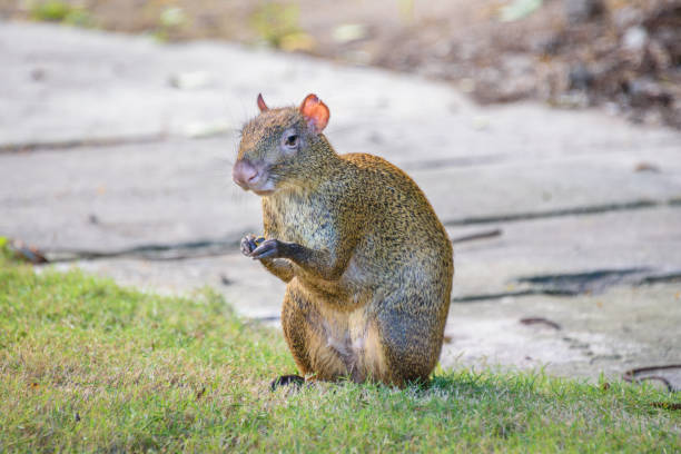 Agouti agoutis or Sereque rodent sitting on the grass holding some food in paws. Rodents of the Caribbean. Agouti agoutis or Sereque rodent sitting on the grass holding some food in paws dasyprocta stock pictures, royalty-free photos & images