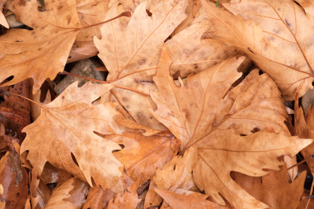 istock Background group autumn orange leaves. Outdoor 903435148