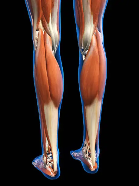 Photo of Lower Leg Muscles Posterior on Black