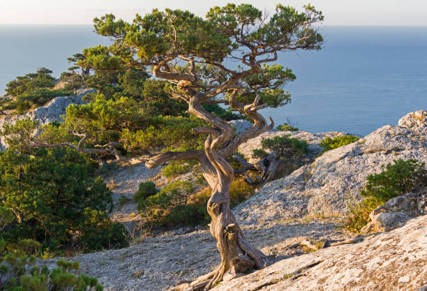 Forest of relic junipers on the coastal rocks. Forest of relic junipers (Juniperus excelsa) on the coastal rocks.  Karaul-Oba, Novyy Svet, Crimea. juniperus excelsa stock pictures, royalty-free photos & images