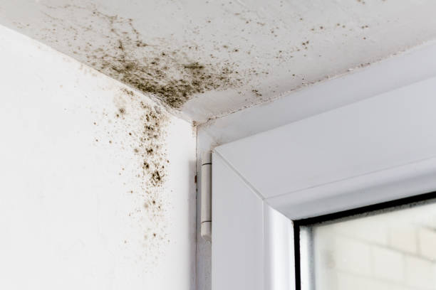 istock Mold in the corner of the plastic windows 903445786