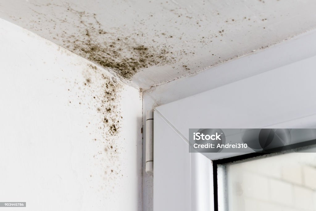 Mold in the corner of the plastic windows Mold in the corner of the plastic windows. Fungal Mold Stock Photo