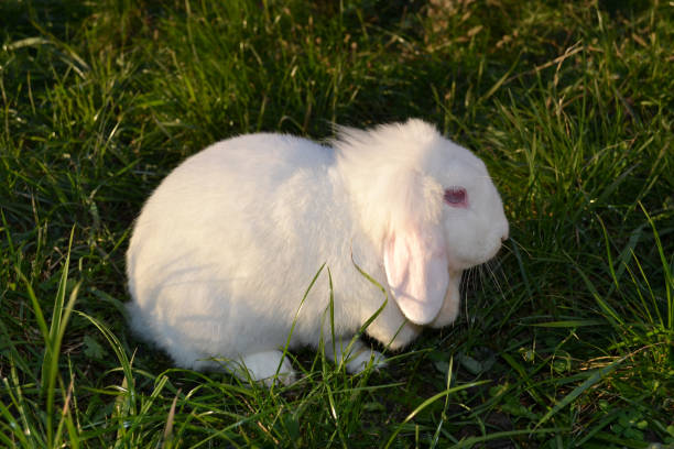 istock Cute white rabbit sitting in the meadow in a sunny winter day. 903449228