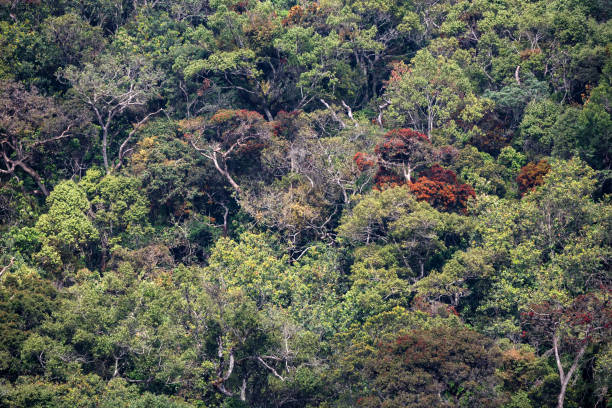 istock Scenic view in Horton Plains, Sri Lanka 903450694