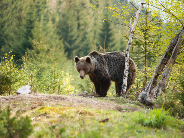 istock Brown bear in Mala Fatra mountains in Slovakia - Ursus actor 903453544