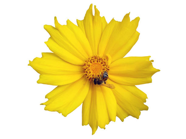 Lance-leaved coreopsis yellow flower with bee isolated on white.