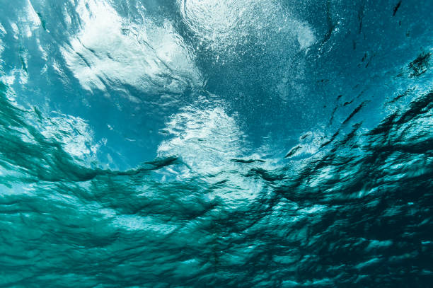 istock Underwater view - Bonaire, Caribbean Sea 903453860