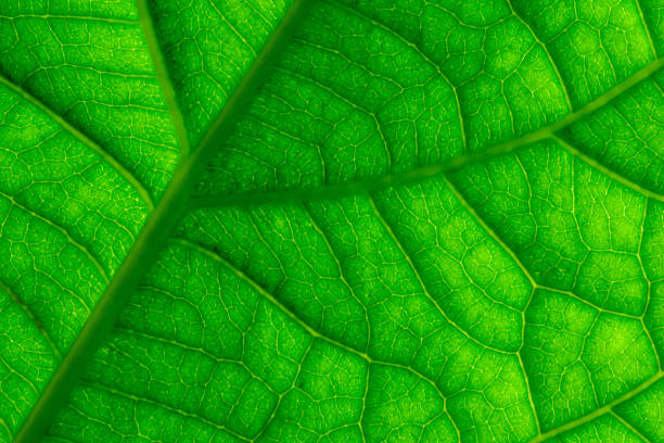 istock Green Leaf Veins Macro Closeup 903453958
