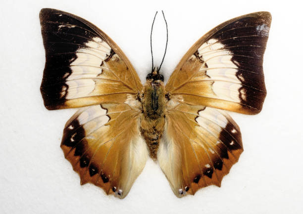 istock Tawny Rajah Butterfly 903454026