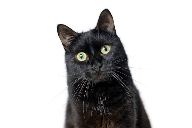 istock Head of young black cat isolated on white 903457514