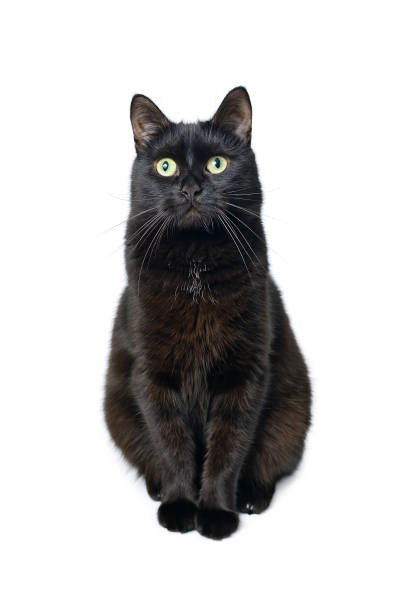 istock Black cat is sitting on a white background 903457566