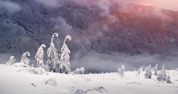 istock Magic fir trees covered by snow in mountains 903459898