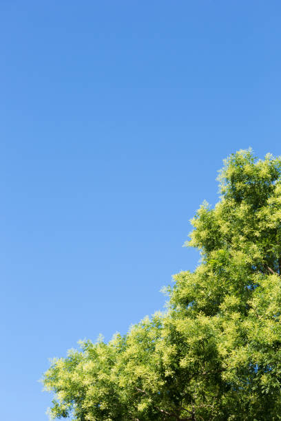 istock crown tree against the blue sky, outdoor nature park 903460188