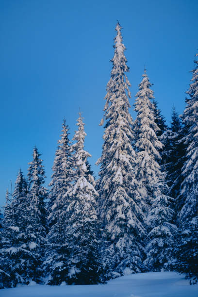istock Magic winter forest covered by snow at sunrise 903460612