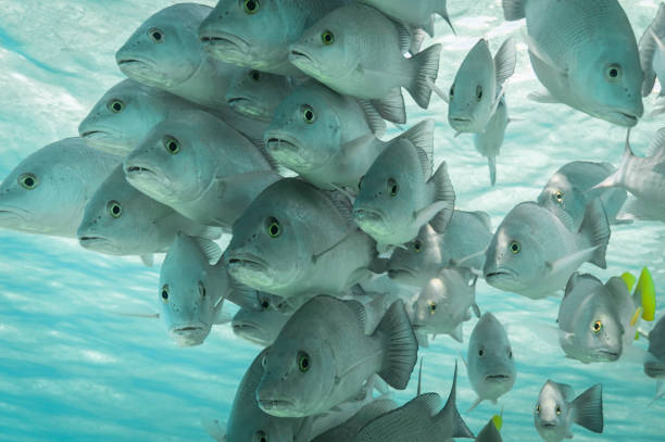 School of grunt fish View of a school of grunt fish in Bonaire, an island in the Leeward Antilles in the Caribbean Sea grunt fish photos stock pictures, royalty-free photos & images