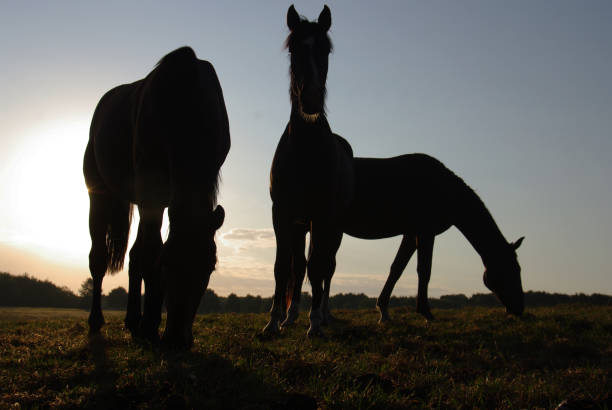 istock Daybreak with the horses 903464466