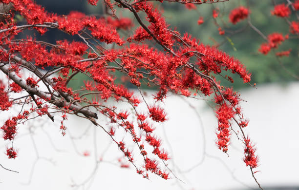 istock Red cherry blossom flowers on branches beautiful on tree in springtime 903468552