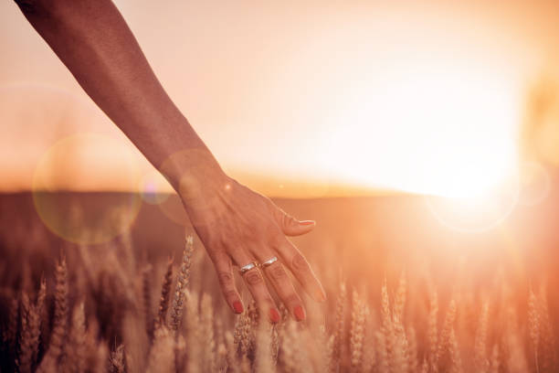 istock Woman's hand touch wheat ears at sunset 903468640