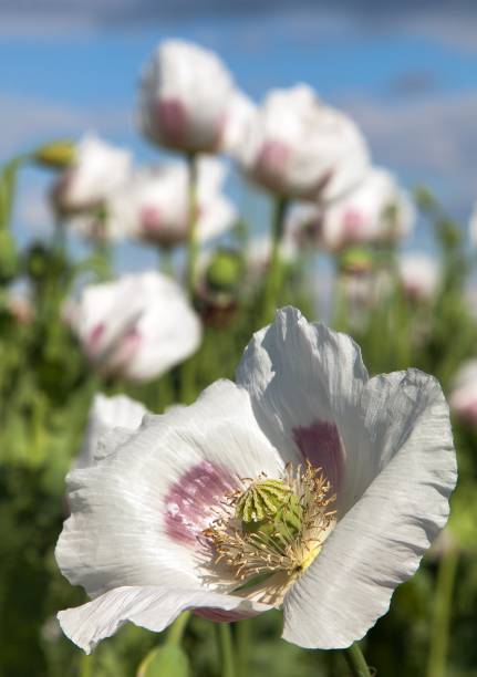 detail of flowering opium poppy papaver somniferum - oriental poppy poppy close up purple imagens e fotografias de stock