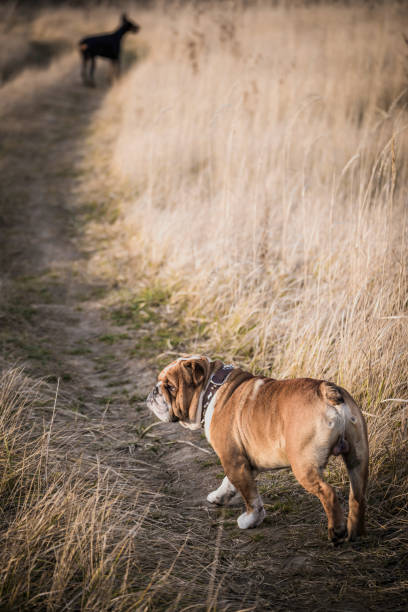 istock Dogs outdoor walking on the field 903469234