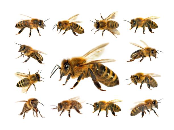 istock group of bee or honeybee on white background, honey bees 903469582