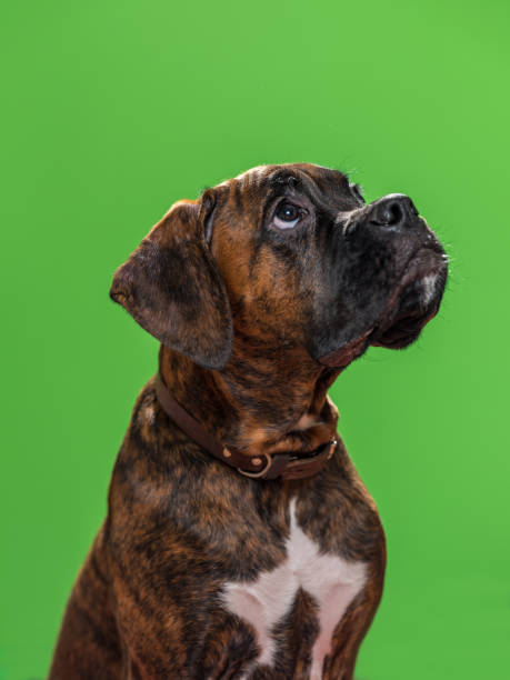 istock Boxer Dog Against Green Background 903472382