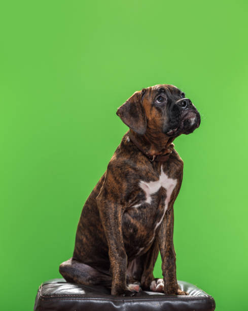 istock Boxer Dog Against Green Background 903472954