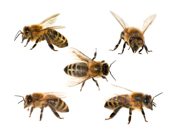 istock group of bee or honeybee on white background, honey bees 903475198