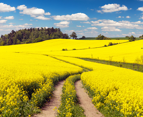 Beautiful flowering rapeseed field at sunny day