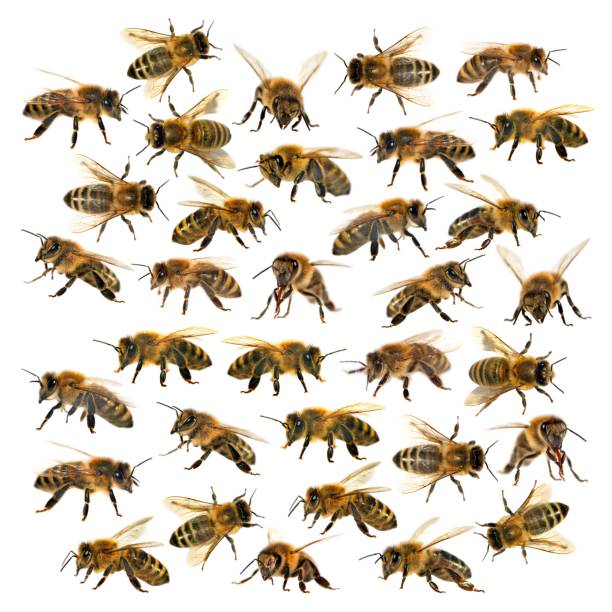 kelompok lebah atau lebah madu dengan latar belakang putih, lebah madu - lebah madu afrikanisasi foto potret stok, foto, & gambar bebas royalti