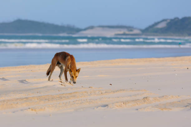 Dingo on the beach stock photo