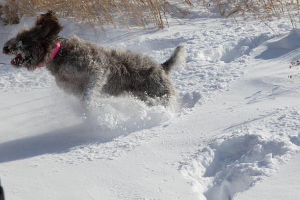 istock wirehaired pointing griffon in the snow 903482214