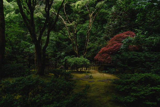 Japanese Garden A quiet tranquil space with lush foliage and light rays shining onto a dark path. portland japanese garden stock pictures, royalty-free photos & images