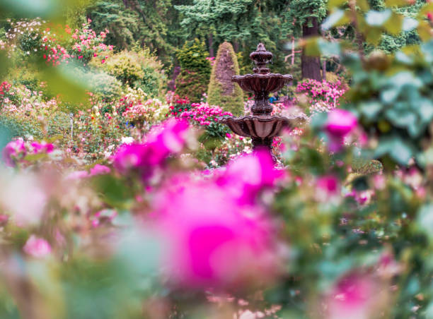 A water fountain sits in the middle of the rose garden surrounded by beautiful foliage