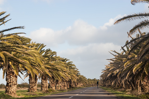 Open road lined with palm trees