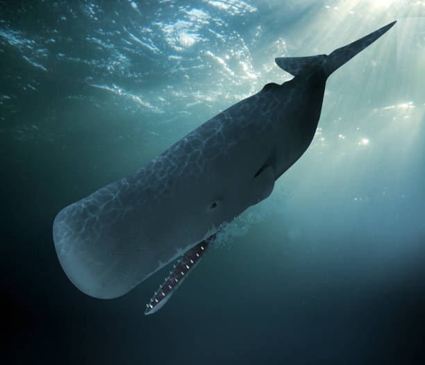 istock Sperm Whale Diving Undersea 903483822