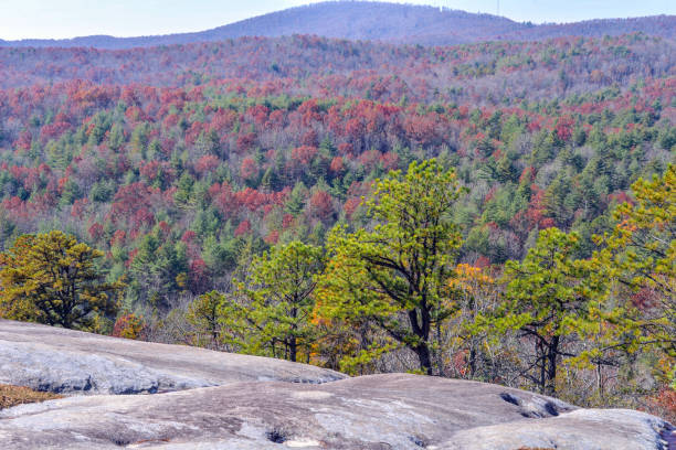 istock Autumn view of slope covered with trees 903490330