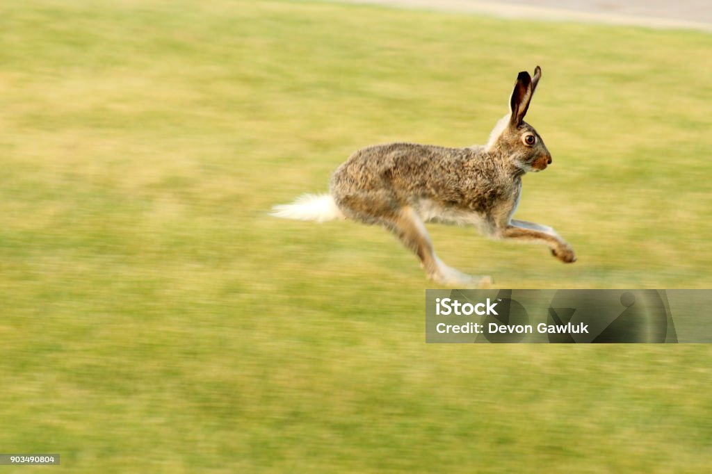 Leap Rabbit leaping through the air Jumping Stock Photo