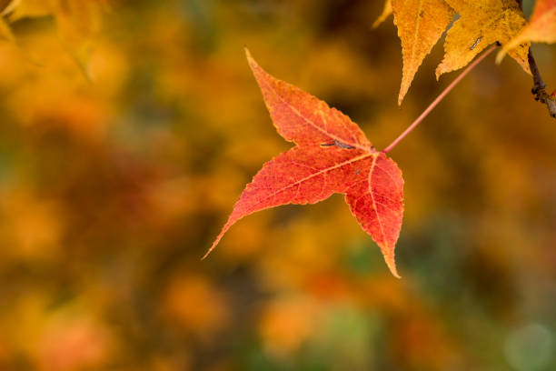 Sunbeam through the red maple leaves in autumn.