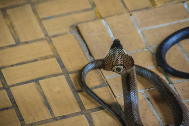 istock Dangerous monocled cobra snakes come into the house. The monocled cobra (Naja kaouthia), also called monocellate cobra, is a cobra species widespread across South and Southeast Asia. 903498928