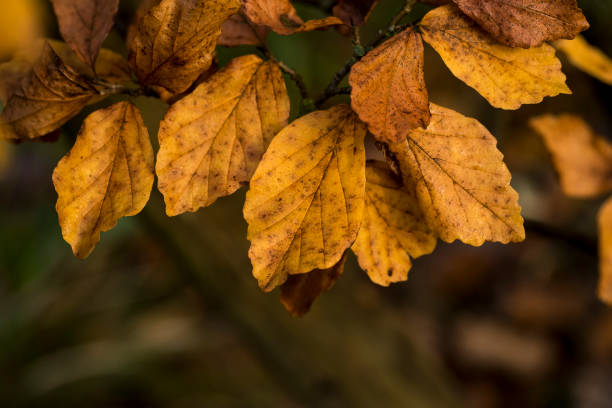 istock Sunbeam through the red maple leaves in autumn. 903499096