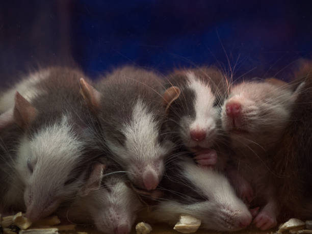 Small cute sleeping mice babies. (Close Up) Small cute sleeping mice babies. baby mice stock pictures, royalty-free photos & images