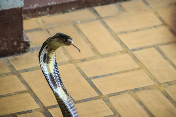istock Dangerous monocled cobra snakes come into the house. The monocled cobra (Naja kaouthia), also called monocellate cobra, is a cobra species widespread across South and Southeast Asia. 903499346