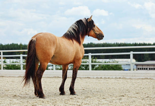 istock Paso Fino horse in stud farm 903499432