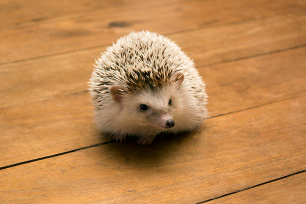 istock Little hedgehog on wooden floor. 903499822