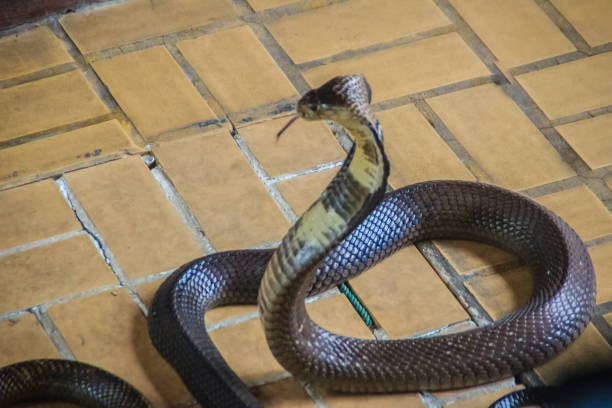 istock Dangerous monocled cobra snakes come into the house. The monocled cobra (Naja kaouthia), also called monocellate cobra, is a cobra species widespread across South and Southeast Asia. 903499840