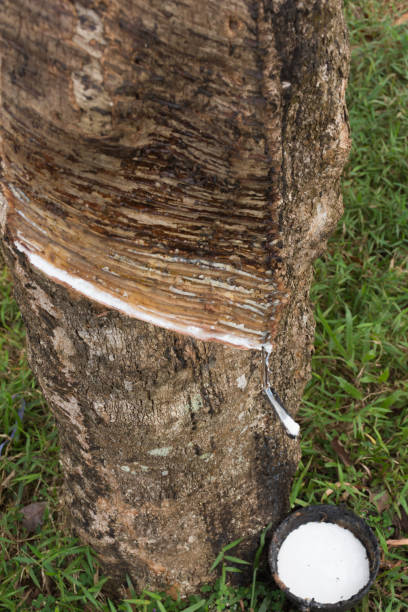 istock Harvesting Rubber Latex 903502160