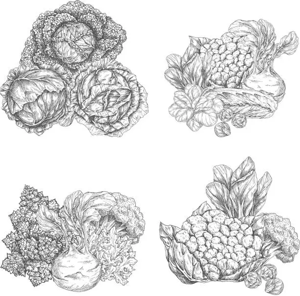 Vector illustration of Cabbage vegetable and lettuce salad leaf sketch